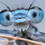 A close-up macro photograph of a blue damselfly, showcasing its large, detailed compound eyes and intricate body features.