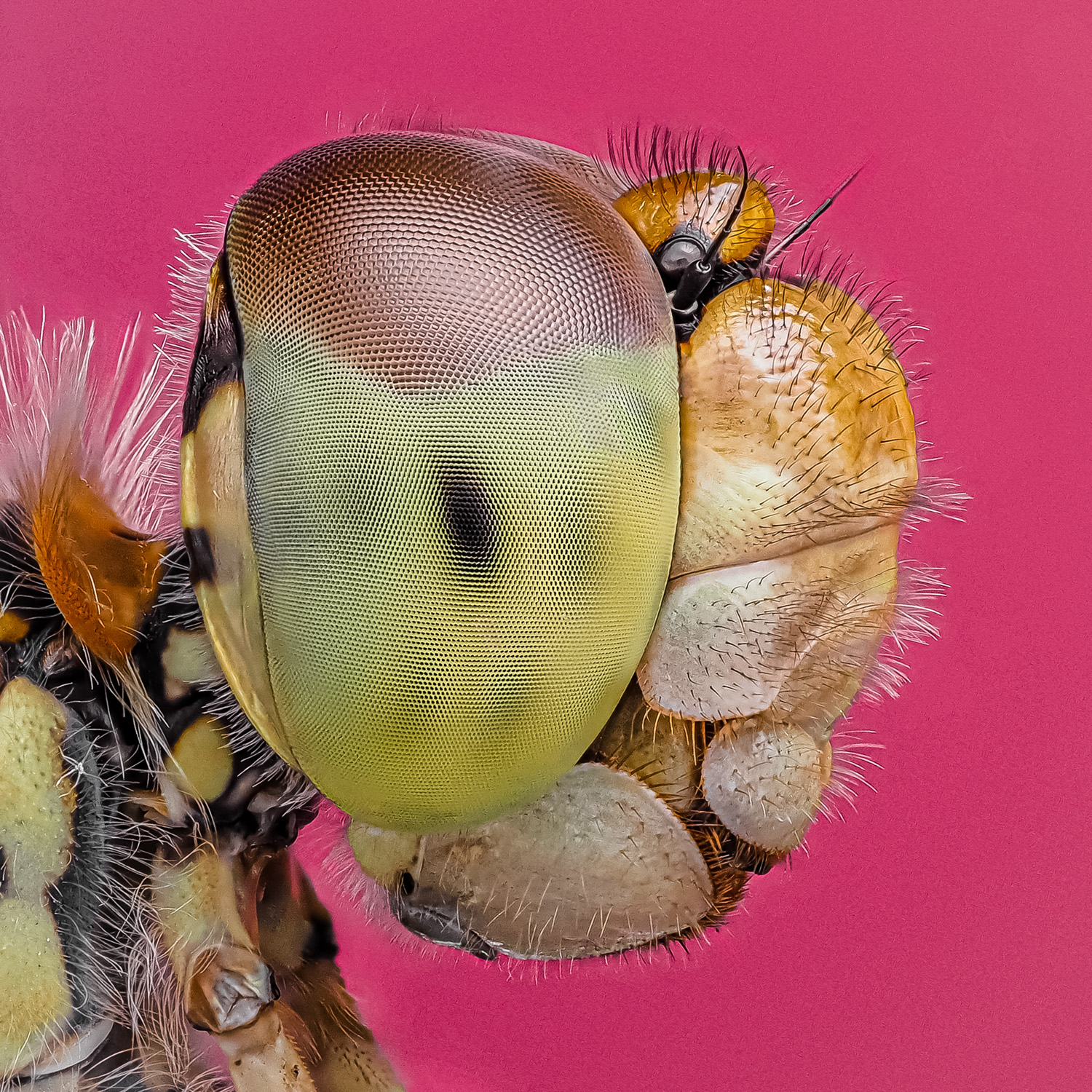 A close-up macro photograph of an insect's head, highlighting its large, detailed compound eyes and fine hairs against a vibrant pink background.