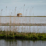 A small, isolated structure standing in a shallow lake surrounded by tall reeds, with a calm, blue sky in the background.