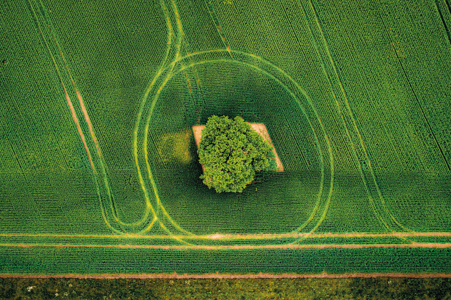 An aerial photograph of a vibrant green field with a single, large tree at its centre. The field shows circular patterns created by farming machinery, adding texture and interest to the lush green expanse.