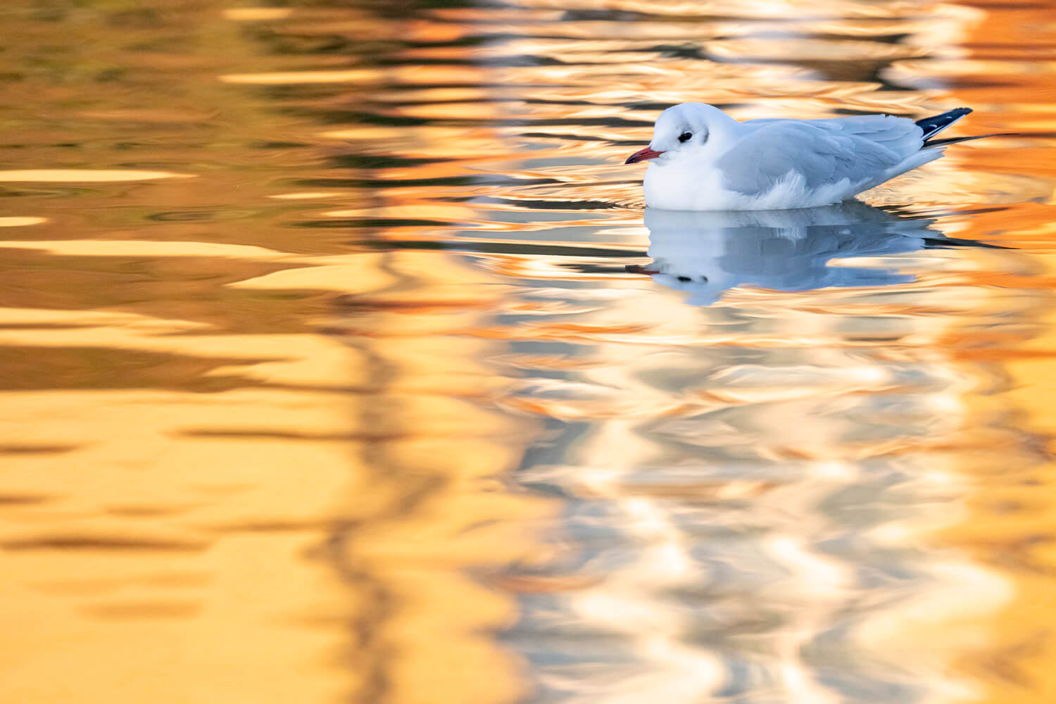 A black-headed gull floats serenely on water that reflects warm, golden hues. The water's surface is rippled, creating an abstract, painterly effect that enhances the tranquil scene.