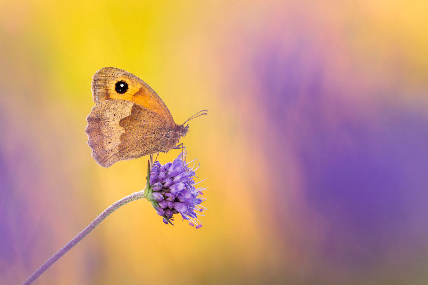 A close-up of a meadow brown butterfly resting on a purple flower. The background is a soft blur of yellow and purple, creating a dreamy and delicate atmosphere that highlights the butterfly’s intricate details.