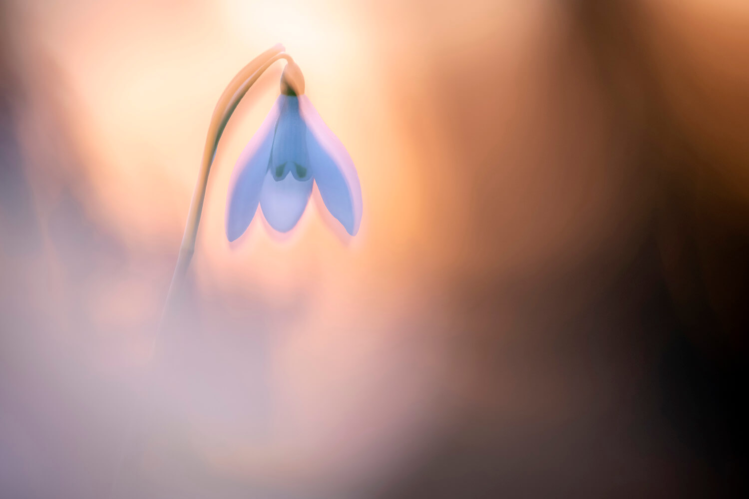 A snowdrop flower photographed in soft, warm light. The delicate petals and gentle colours create a serene and peaceful image, with the background softly blurred to focus attention on the flower.