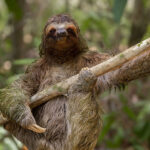 A sloth hanging onto a branch with one arm which makes it look like it is playing a guitar.