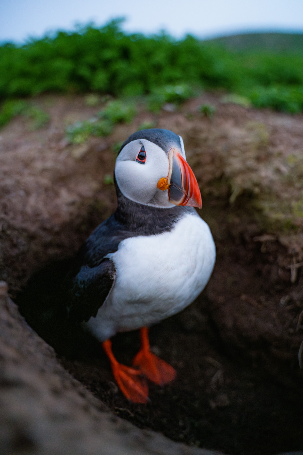 Image of puffin standing at the entrance to its burrow