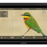 Atomos Shinobi II product image on white background