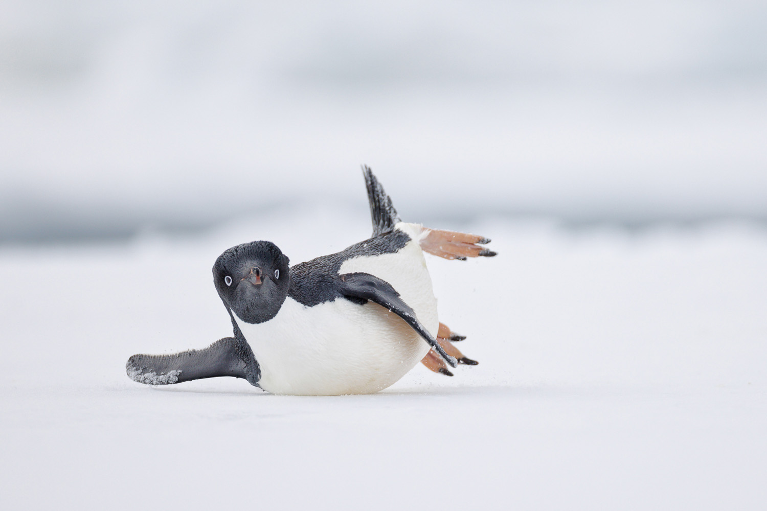 Bird Photographer of the Year 2024 winners revealed Photography News