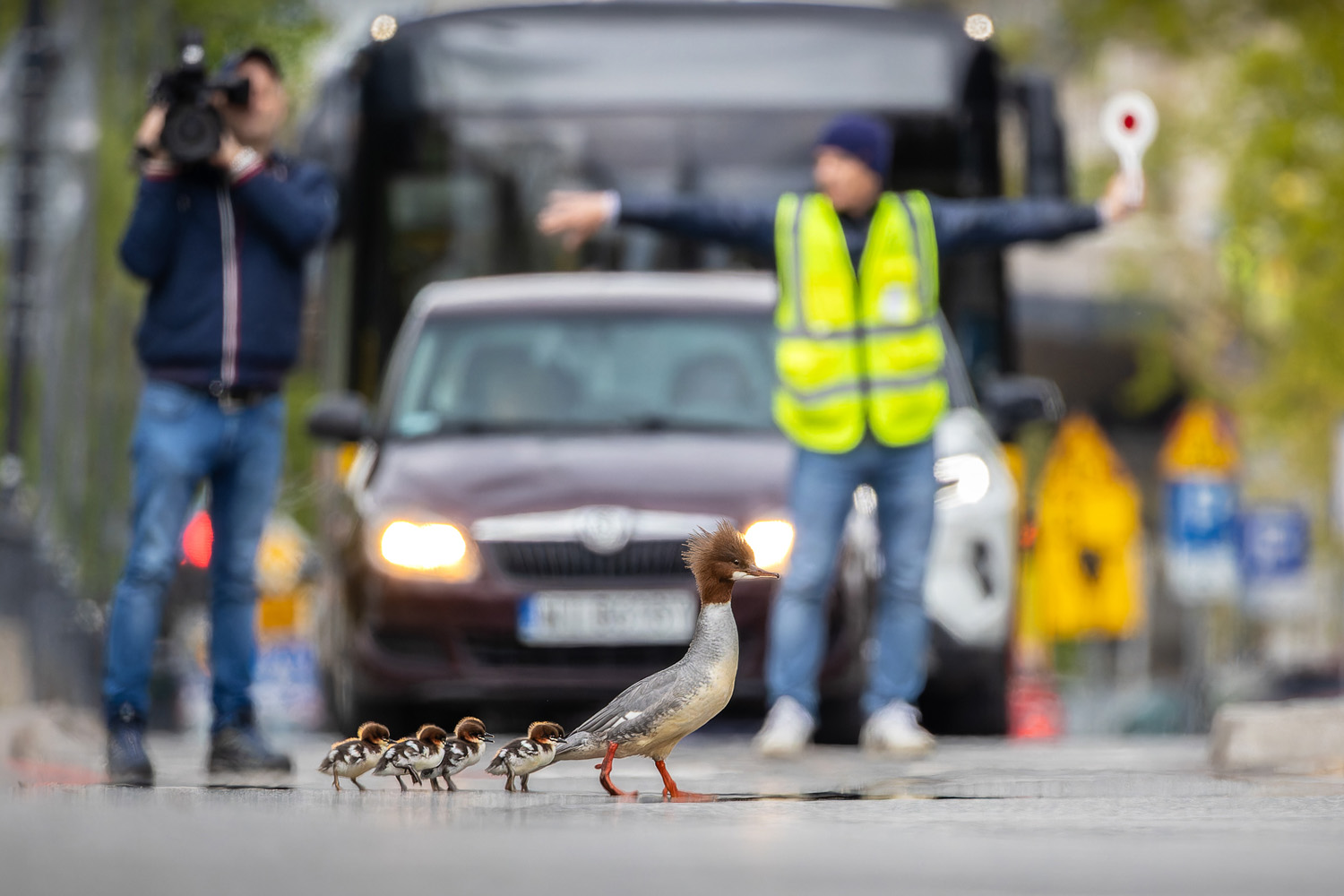 Bird Photographer of the Year 2024 winners revealed Photography News