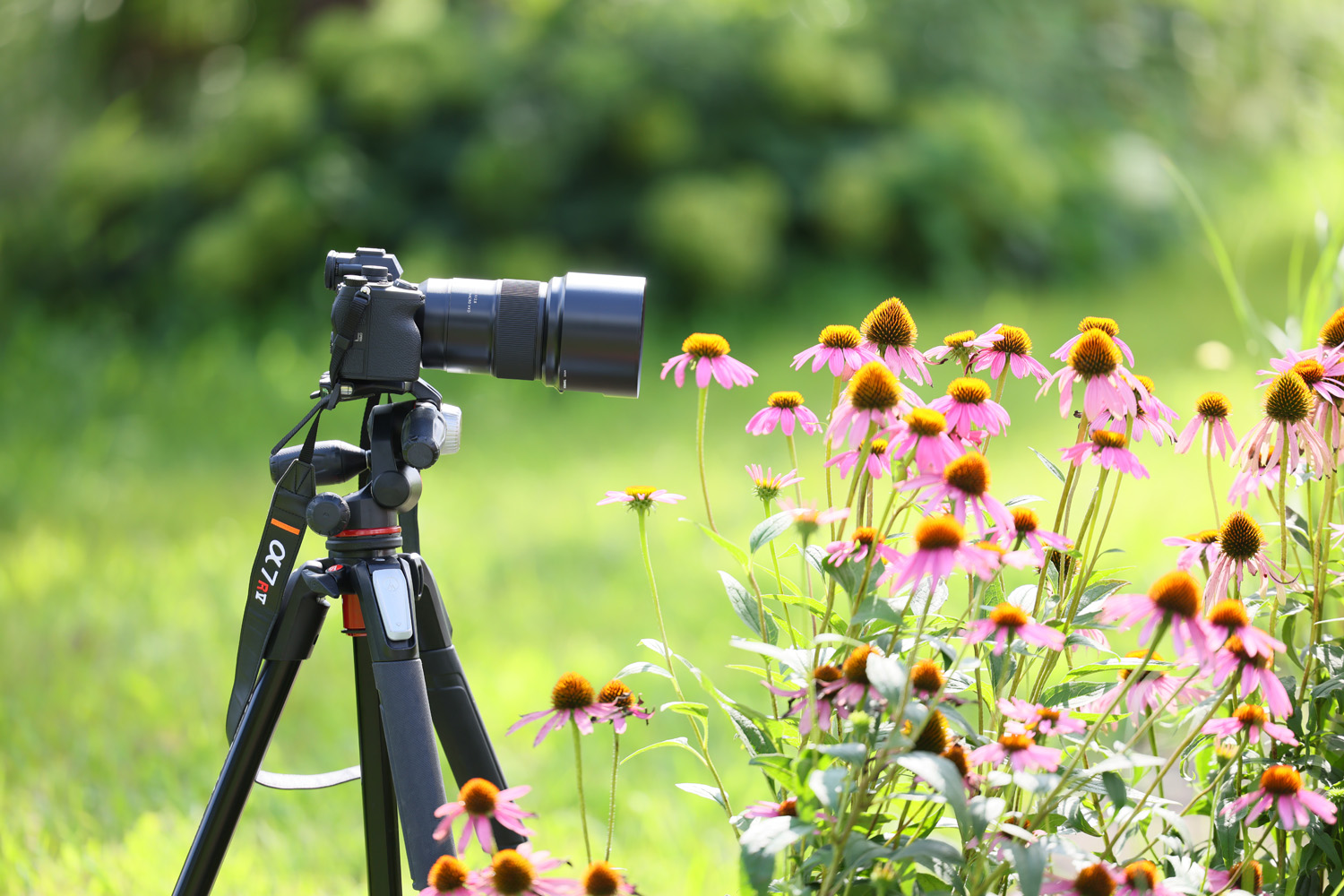 Tamron 90mm F/2.8 Di III Macro lens on tripod focusing on flowers