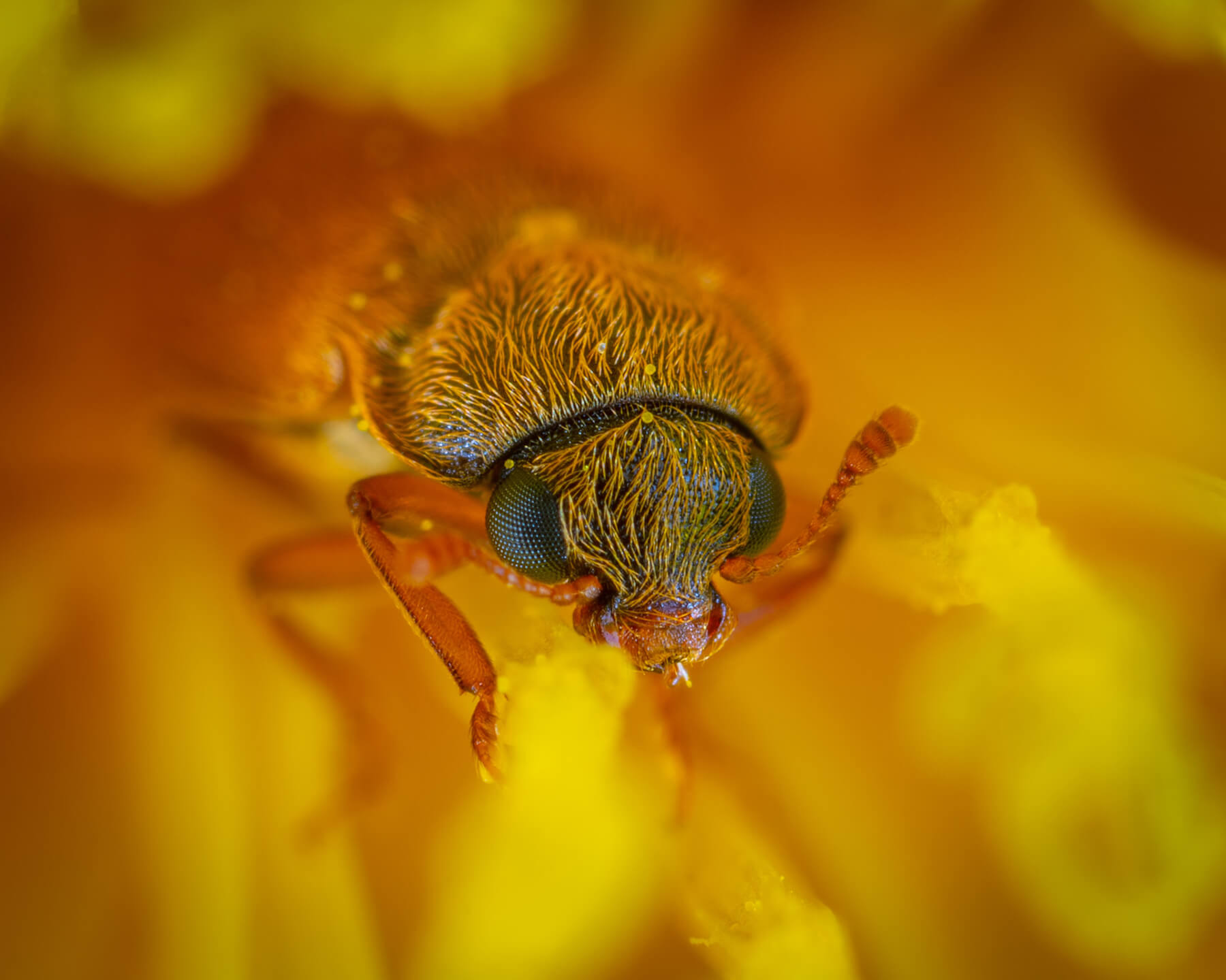 Macro photo of bug on flower