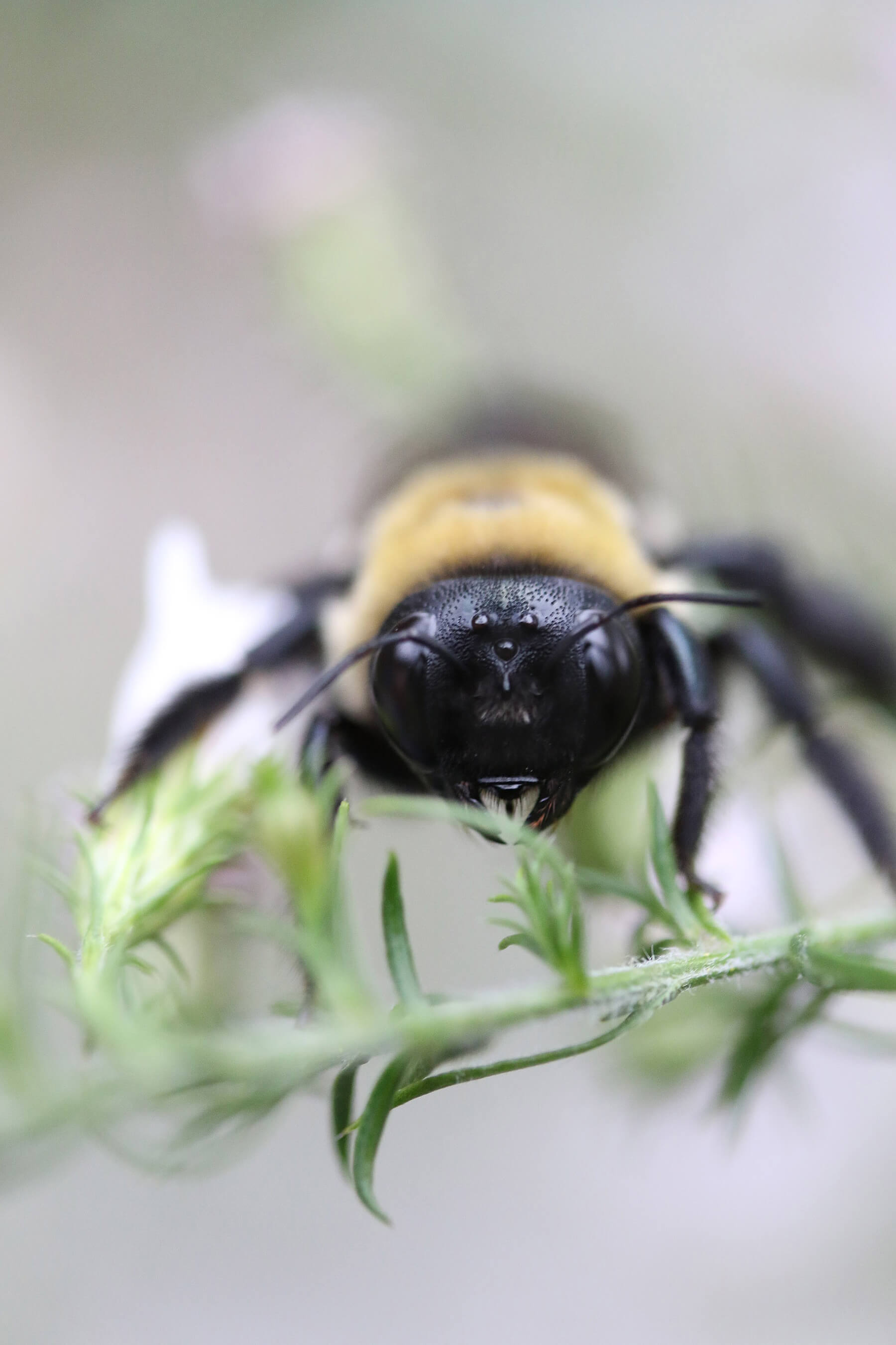 Macro photo of bee on plant